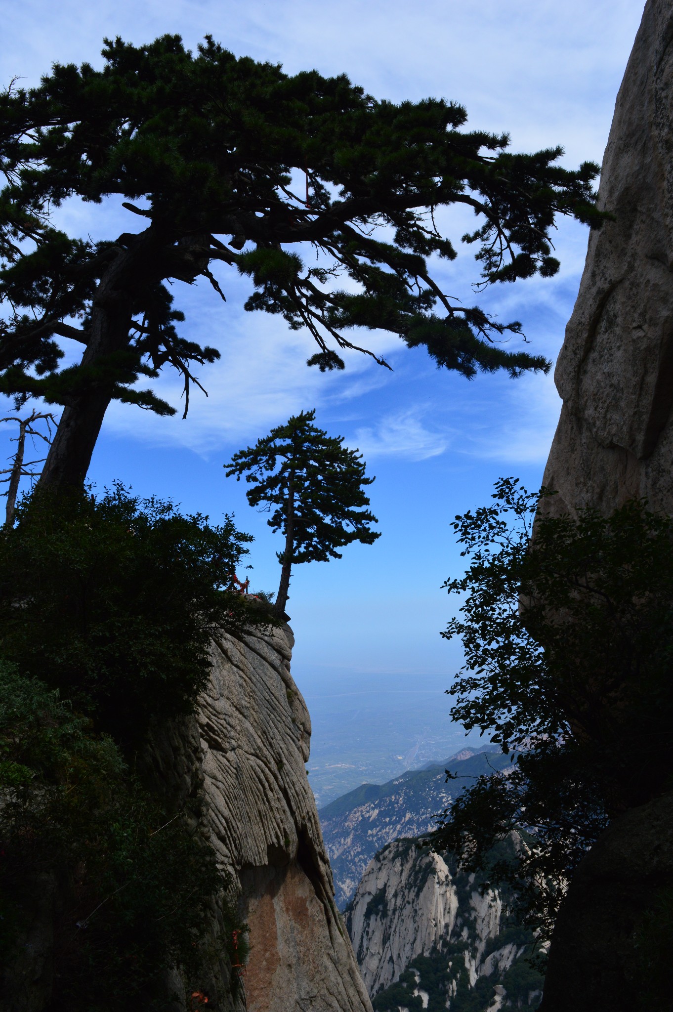 壁纸 风景 树松 松树 680_1022 竖版 竖屏 手机