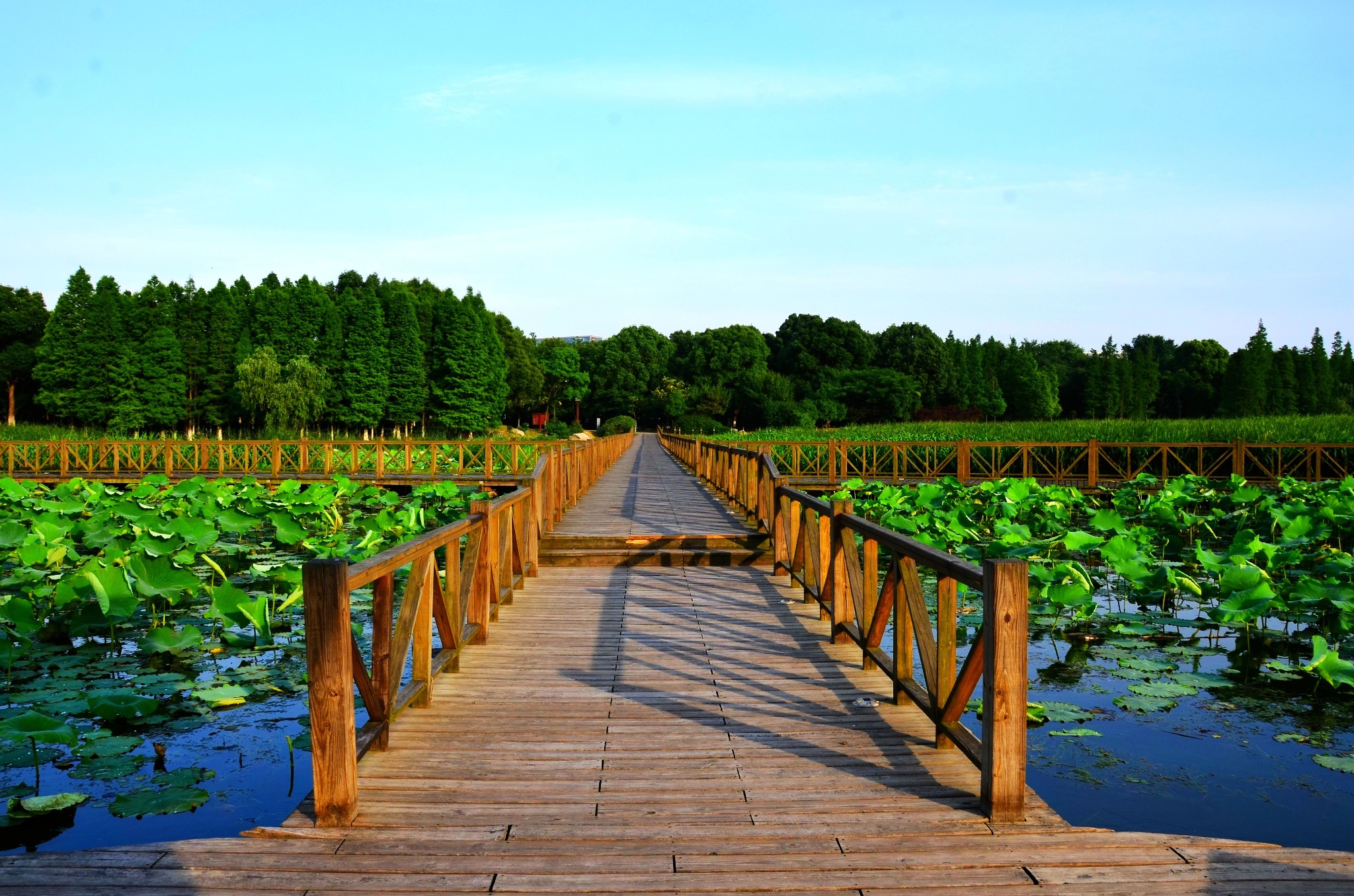 东沙湖生态公园        