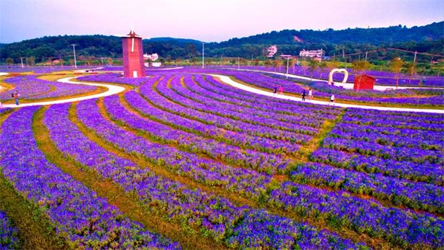 韶关大唐花海景区vip年卡