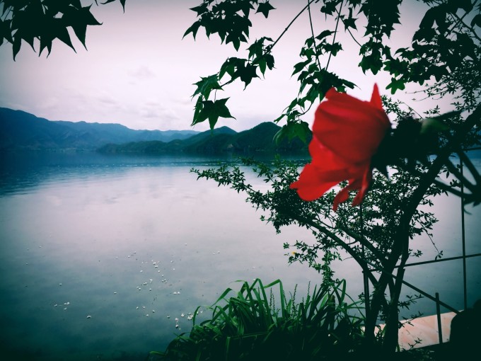 和我的他的蜜月旅行(丽江-泸沽湖-玉龙雪山-大理)图片