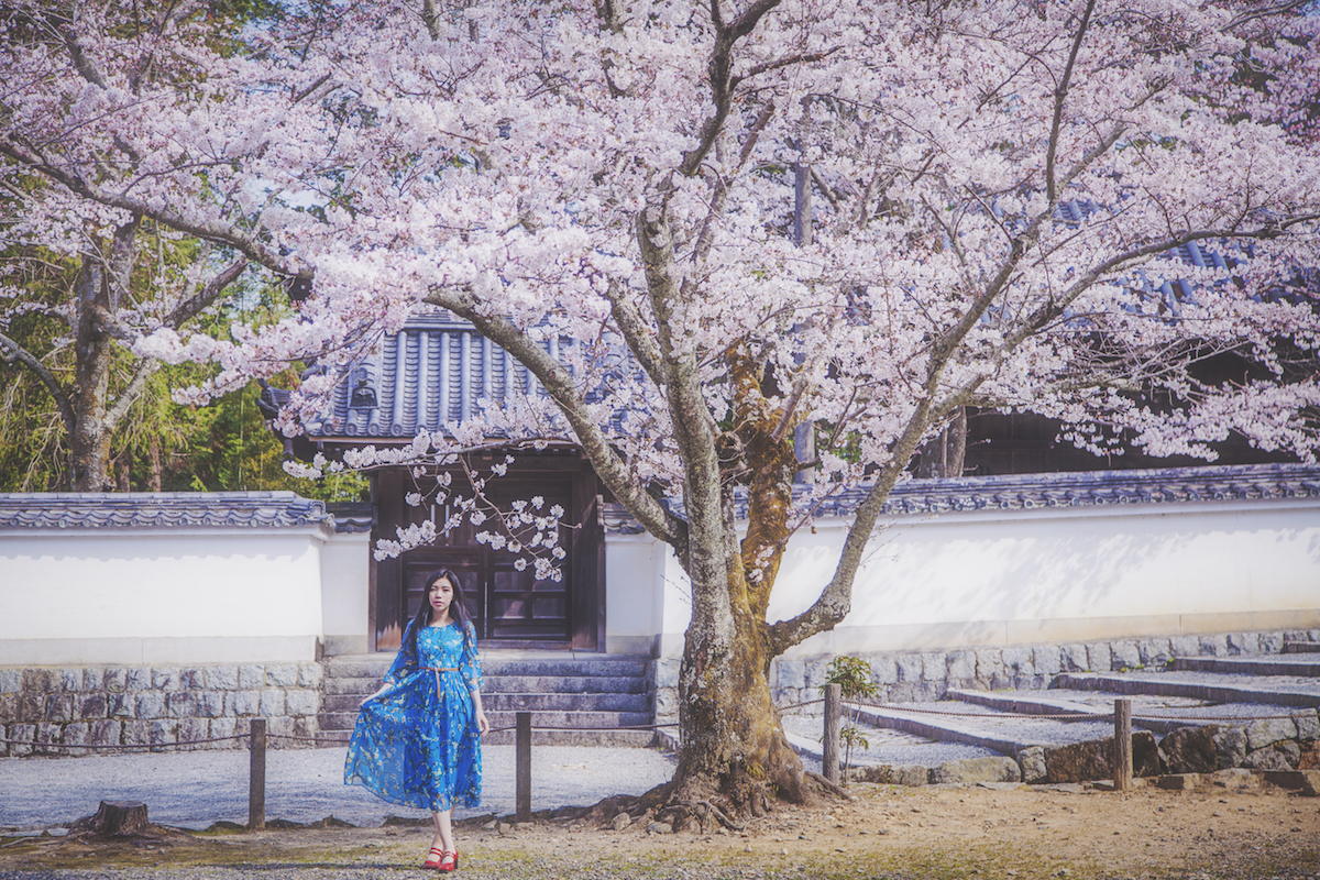 不想醒来的樱花梦—关西樱花祭(250张美图,京都大阪全攻略)
