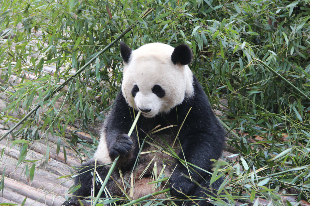 【成都】成都動物園