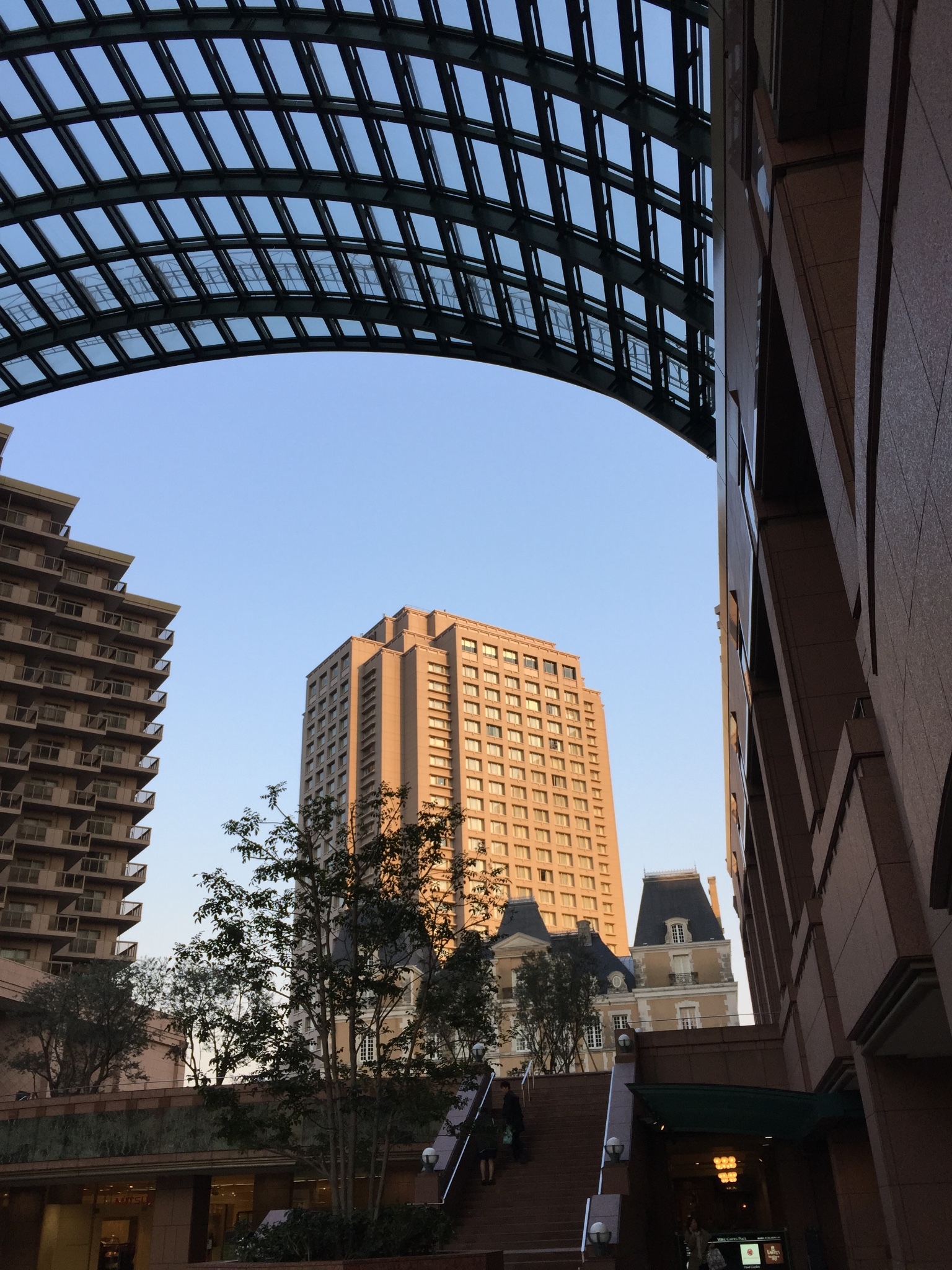 花园广场上萌萌哒猫头鹰